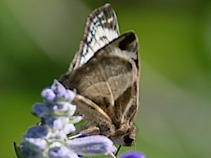 Laviana White Skipper Butterfly
